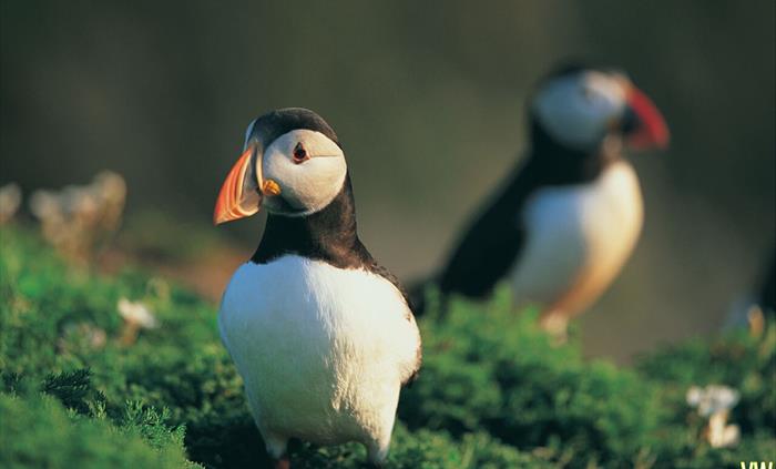 Puffins, Skomer Island, south Wales